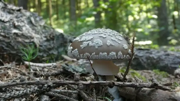 toadstool background