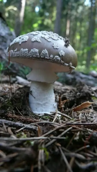 toadstool background