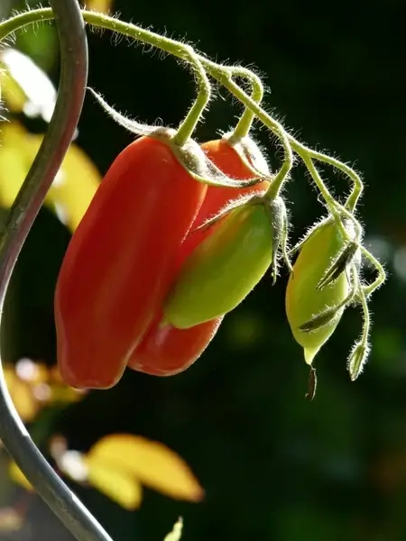 tomato bush tomato vegetables