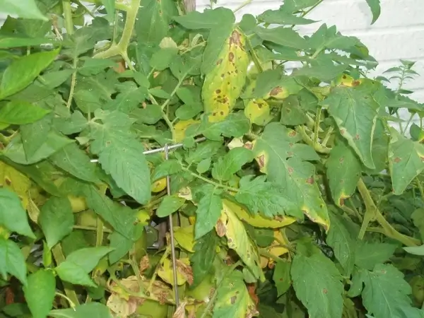 tomato rust