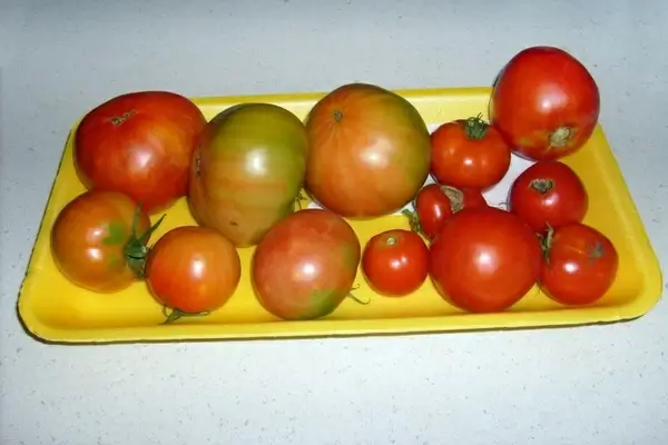 tomatoes