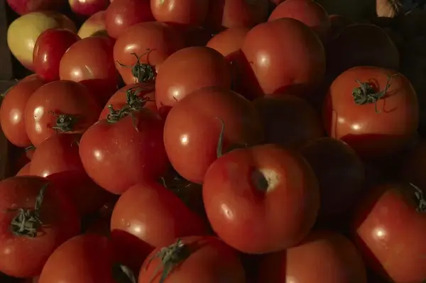 tomatoes