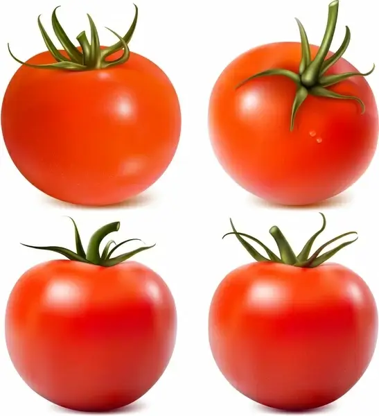 tomato icons shiny modern realistic sketch