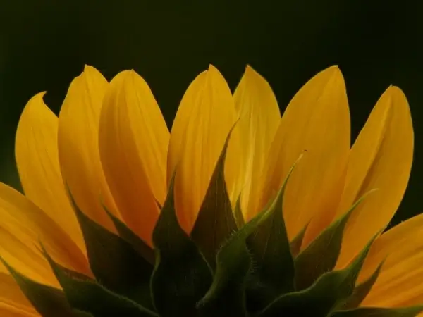 tongue-flower sun flower helianthus annuus