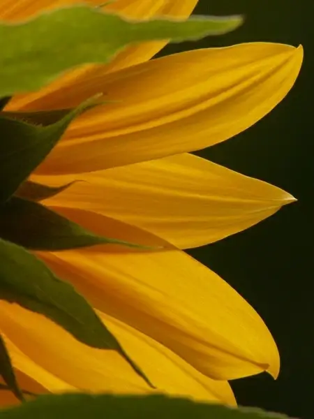 tongue-flower sun flower helianthus annuus