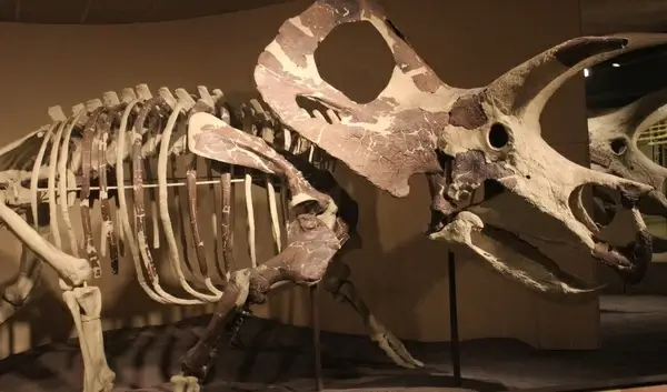torosaurus skeleton