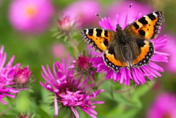 tortoiseshell butterfly featured in the somerset wildlife trust calendar for 2014