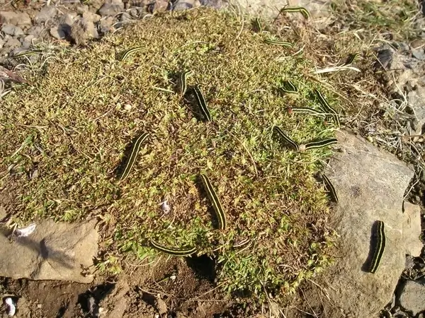 track larvae grass 