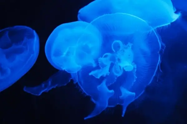 translucent blue jellyfish