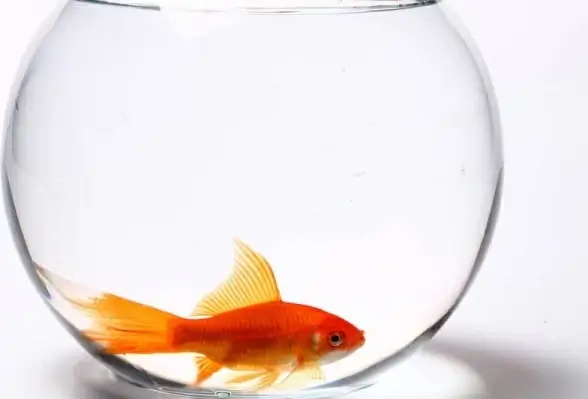 transparent glass fish tank and red goldfish 06 hd pictures