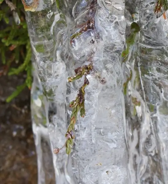 trapped in the ice