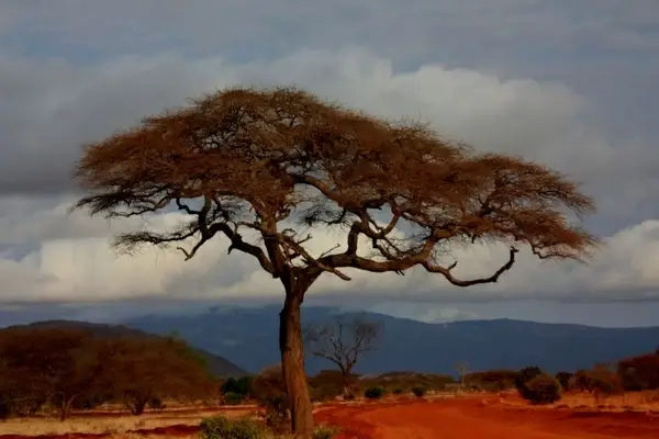 tree