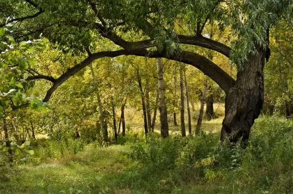 tree