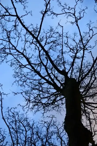 tree and blue sky