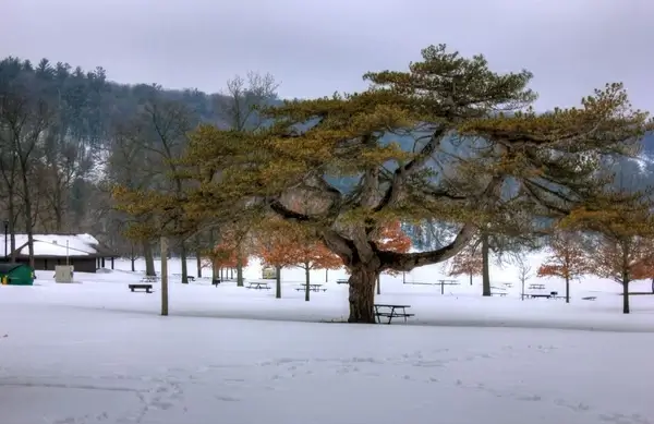 tree and winter landscape at devil039s lake state park wisconsin