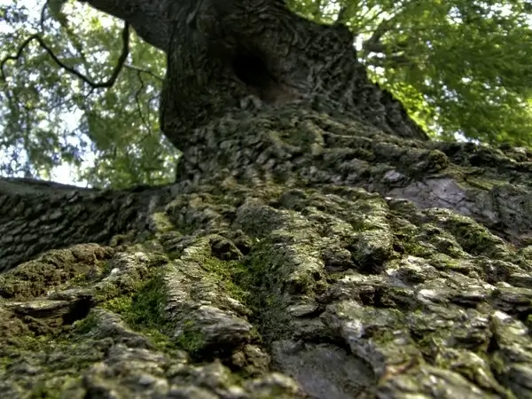 tree bark trunk