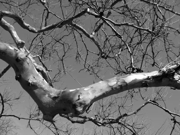 tree branch gnarled