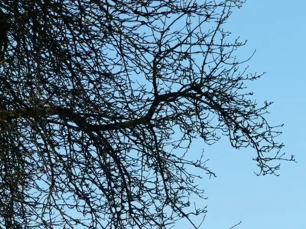 tree branches pear