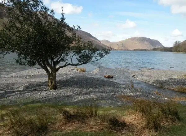 tree by the shore