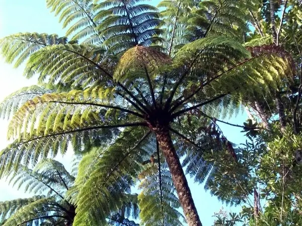 tree fern