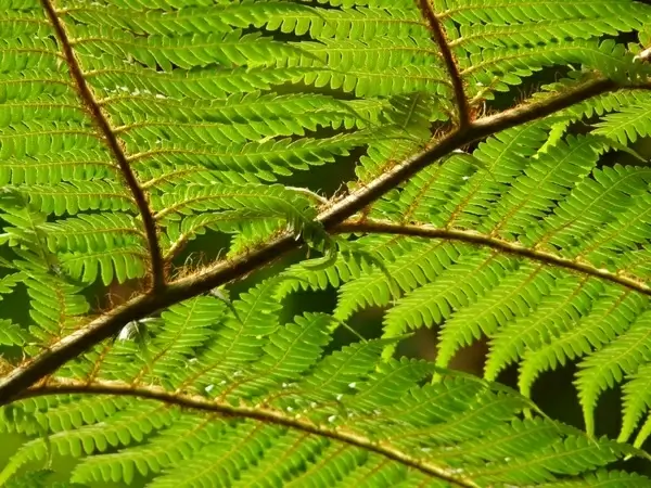 tree fern fern dicksonia antarctica