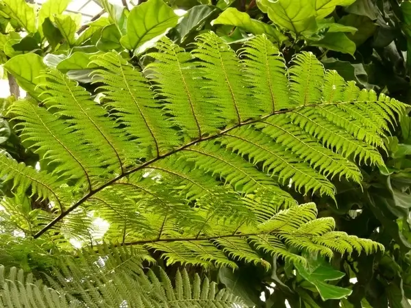 tree fern fern dicksonia antarctica