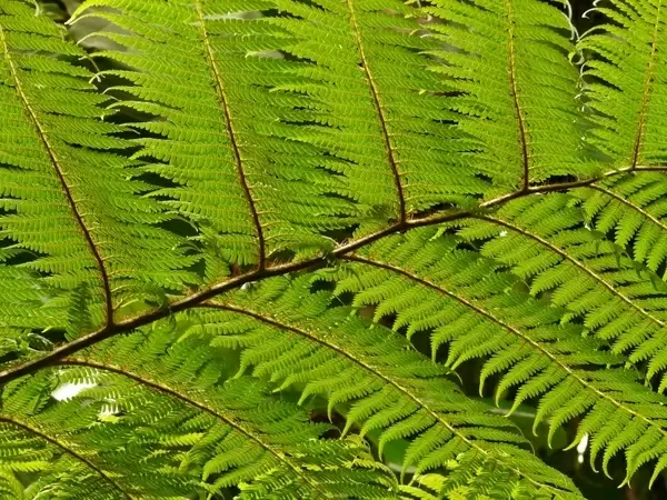 tree fern fern dicksonia antarctica