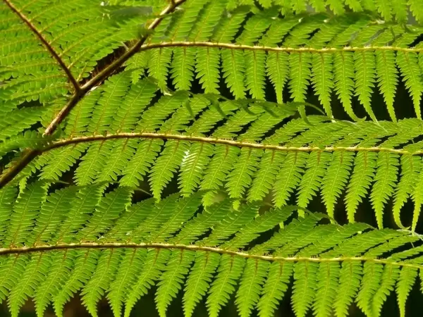 tree fern fern dicksonia antarctica