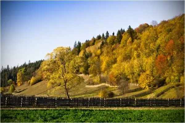 tree forest fall autumn