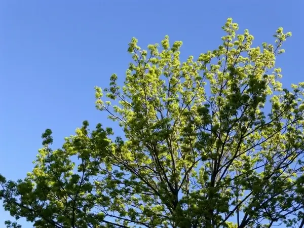 tree green blue