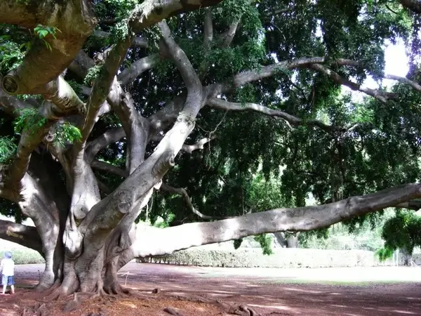 tree hawaii