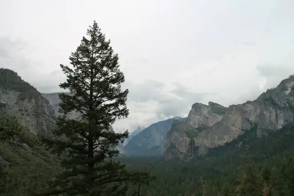 tree in front of valley in yosemite