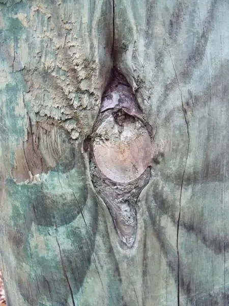 tree knot