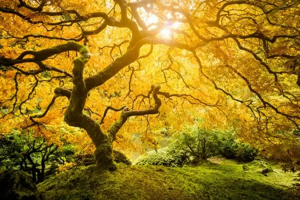 tree of life