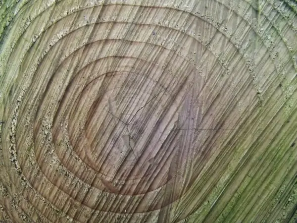 tree rings of life 