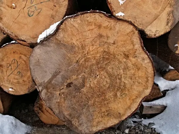 tree rings tree wood