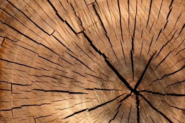 tree stump texture
