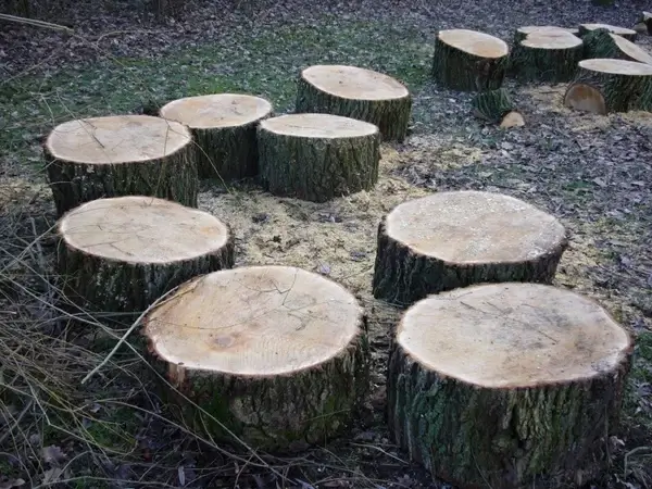 tree stumps tree grates sawn