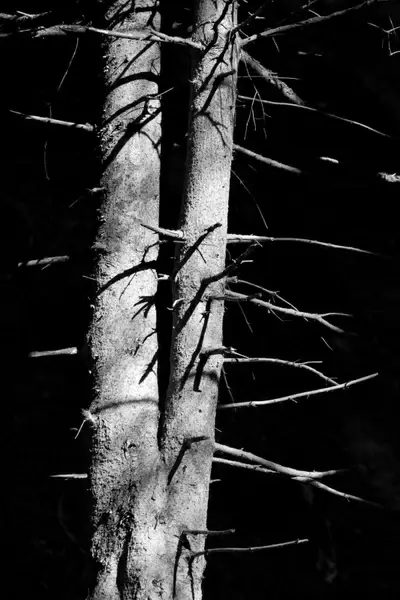 tree trunk