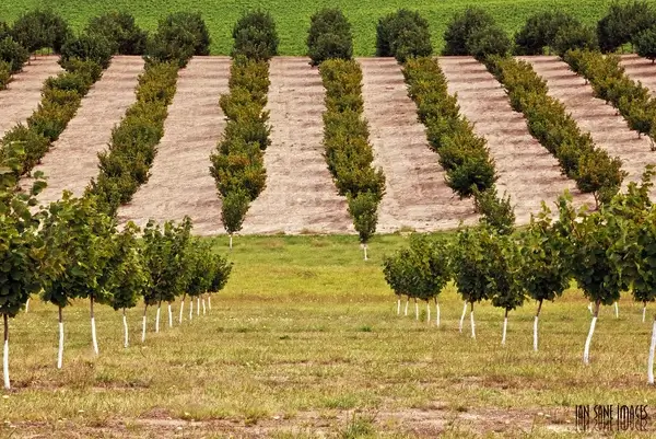 tree tsunami