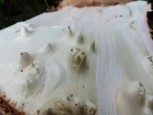 tree wood peeled