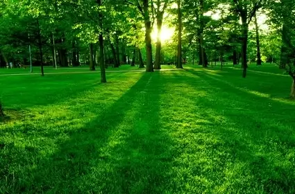 trees and grass at dusk picture 