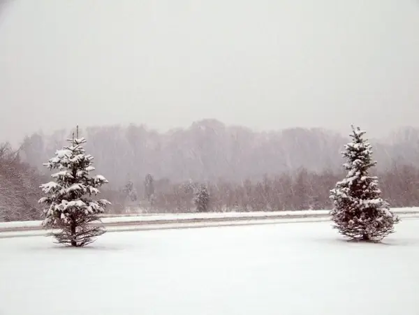 trees and road in snowstorm