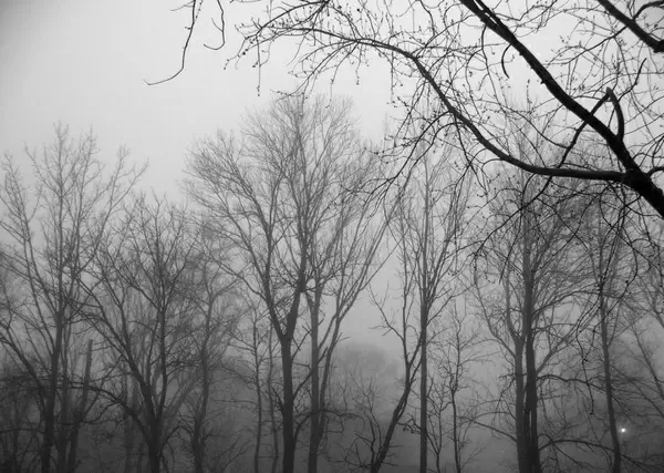 trees in fog