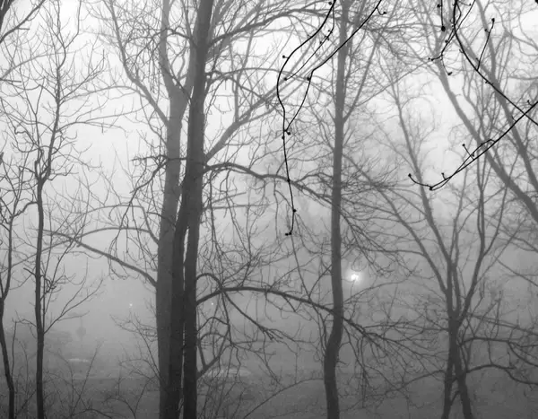 trees in fog