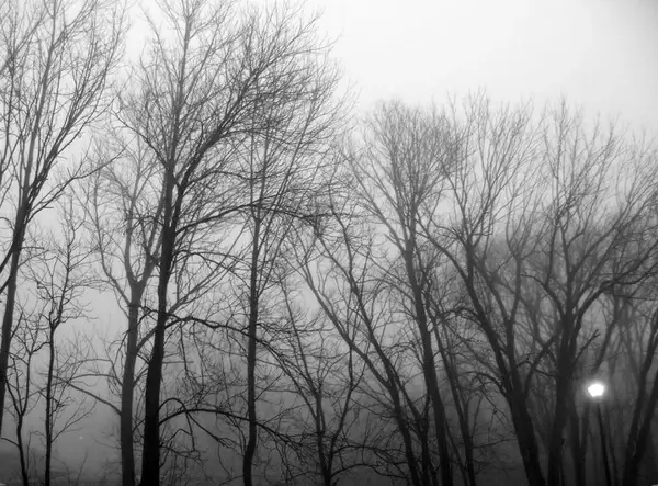 trees in fog