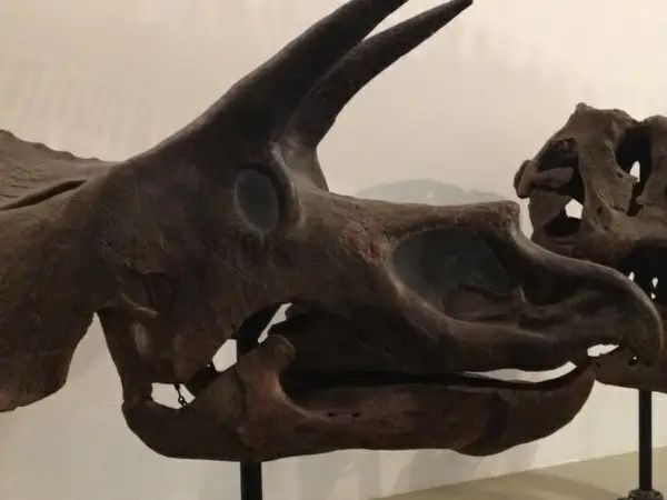 triceratops