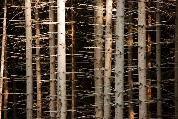 trunk pattern