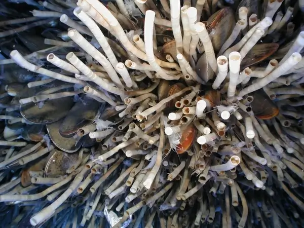 tube worms gulf of mexico sea-life