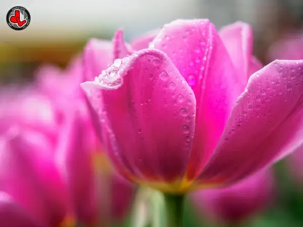 tulip